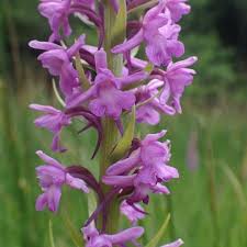 Attēlu rezultāti vaicājumam “Gymnadenia conopsea bud”