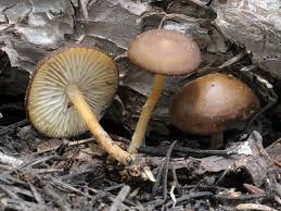 Attēlu rezultāti vaicājumam “Mycena viscosa”