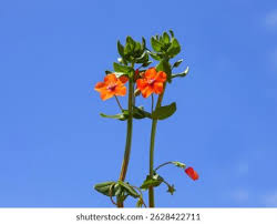 Attēlu rezultāti vaicājumam “Anagallis arvensis leaf”