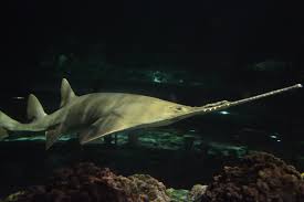 Image result for Pristis pectinata