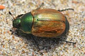 Attēlu rezultāti vaicājumam “Anomala dubia”