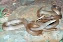 Breeding Eastern Brown Snake Pseudonaja textilis Raymond Hoser 2006.