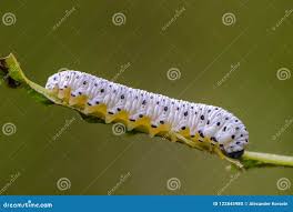 Attēlu rezultāti vaicājumam “Tenthredo scrophulariae larva”