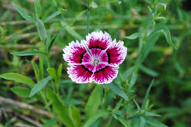 Image result for Dianthus