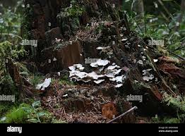 Attēlu rezultāti vaicājumam “Postia floriformis”