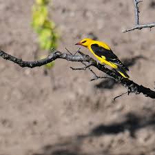 Attēlu rezultāti vaicājumam “Oriolus oriolus male”