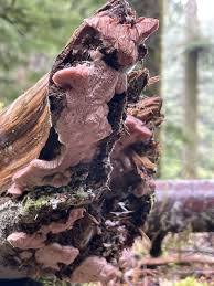 Attēlu rezultāti vaicājumam “Leptoporus mollis”