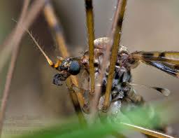 Attēlu rezultāti vaicājumam “Epiphragma ocellare”