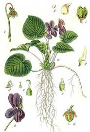 Attēlu rezultāti vaicājumam “Viola hirta”