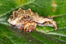 Attēlu rezultāti vaicājumam “Thyatira batis imago”