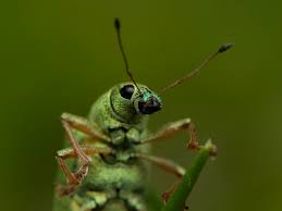 Attēlu rezultāti vaicājumam “Badhamia juliae macro”