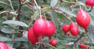 Attēlu rezultāti vaicājumam “Rosa villosa”