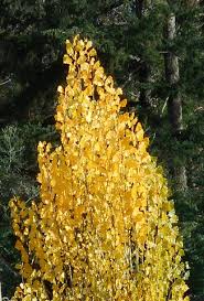 Attēlu rezultāti vaicājumam “Populus nigra”