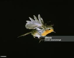 Attēlu rezultāti vaicājumam “Erithacus rubecula adult”
