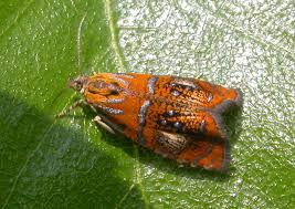 Attēlu rezultāti vaicājumam “Olethreutes arcuella”