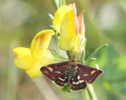 Attēlu rezultāti vaicājumam “Pyrausta purpuralis”
