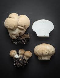 Attēlu rezultāti vaicājumam “Lycoperdon pyriforme young”