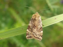 Attēlu rezultāti vaicājumam “Polypogon tentacularius”