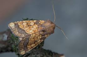 Attēlu rezultāti vaicājumam “Gortyna flavago”