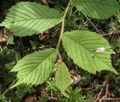 Attēlu rezultāti vaicājumam “Ulmus glabra leaf”