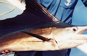 Image result for Istiophorus platypterus