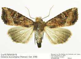 Attēlu rezultāti vaicājumam “Celaena leucostigma”