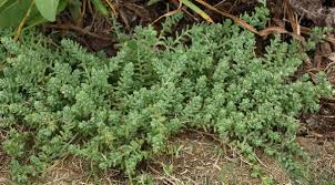 Attēlu rezultāti vaicājumam “Sedum hispanicum leaf”