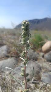 Attēlu rezultāti vaicājumam “Artemisia campestris”