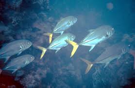 Image result for Caranx hippos