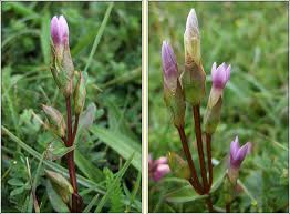 Attēlu rezultāti vaicājumam “Gentianella campestris”