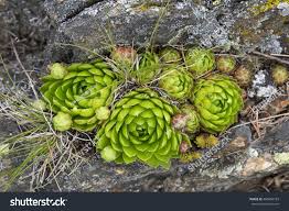 Attēlu rezultāti vaicājumam “Jovibarba globifera flower”