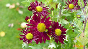 Attēlu rezultāti vaicājumam “Viola uliginosa bud”