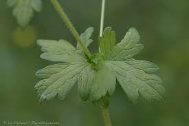 Attēlu rezultāti vaicājumam “Geranium palustre leaf”