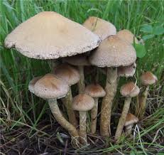 Attēlu rezultāti vaicājumam “Psathyrella lacrymabunda”