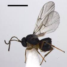 Attēlu rezultāti vaicājumam “Diphyus latebricola”