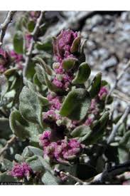 Attēlu rezultāti vaicājumam “Atriplex littoralis fruit”