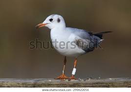 Attēlu rezultāti vaicājumam “Larus ridibundus juvenile”