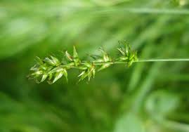 Attēlu rezultāti vaicājumam “Carex spicata”