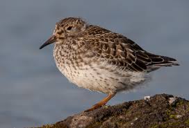 Attēlu rezultāti vaicājumam “Calidris maritima adult”