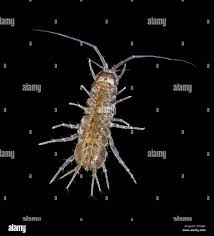 Attēlu rezultāti vaicājumam “Asellus aquaticus”