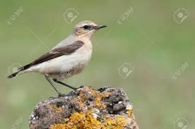 Attēlu rezultāti vaicājumam “Oenanthe oenanthe female”