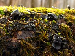 Attēlu rezultāti vaicājumam “Holwaya mucida”