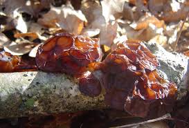 Attēlu rezultāti vaicājumam “Exidia recisa”