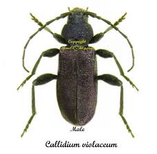 Attēlu rezultāti vaicājumam “Callidium violaceum”