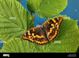 Attēlu rezultāti vaicājumam “Apatura ilia female”