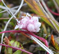 Attēlu rezultāti vaicājumam “Cuscuta epithymum subsp. trifolii flower”