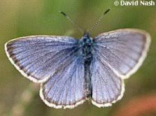 Attēlu rezultāti vaicājumam “Maculinea alcon female”