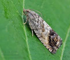 Attēlu rezultāti vaicājumam “Cydia splendana”