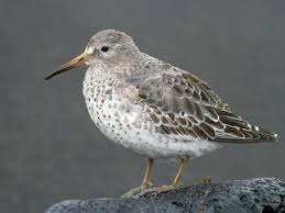 Attēlu rezultāti vaicājumam “Calidris maritima adult”