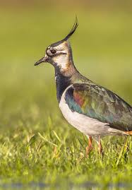 Attēlu rezultāti vaicājumam “Vanellus vanellus”